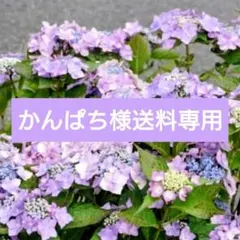 かんぱち様送料専用 — image 1