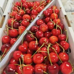 １６　家庭用　紅秀峰　１ｋｇ　画像が現物　山形県産　さくらんぼ — image 1