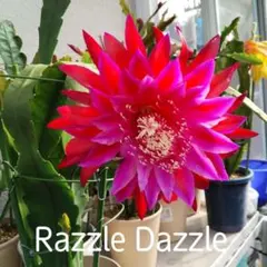 孔雀サボテン 「Razzle Dazzle」 — image 1
