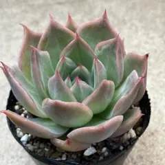 多肉植物　シムランスブスタマンテ×ロメオ　実生苗 — image 1
