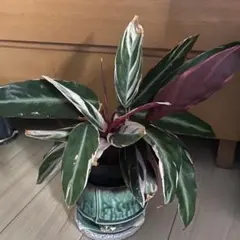 週末限定価格‼️【❤️人気観葉植物❤️】ストロマンテ・トリオスター　ポットごと発送‼️ — image 1