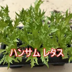 ハンサムグリーンレタス（非結球レタス）苗 5株　 #212 — image 1