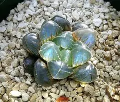 2195 ◎SFMオブスタ ブルー系　多肉植物 ハオルチア アロエ — image 1