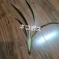 ニューサイラン — image 1