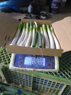 新鮮な長ネギ 0.8kg 箱詰め — image 1
