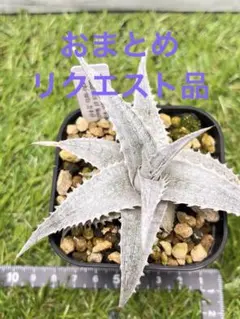 ししゃも様 リクエスト 2点 まとめ商品 — image 1