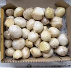 長野県産ジャンボニンニク — image 1