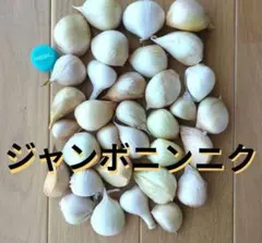 ジャンボニンニク　30個以上、1kg(梱包込)以下 — image 1