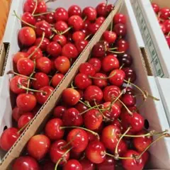 ２４　家庭用　紅秀峰　１ｋｇ　画像が現物　山形県産　さくらんぼ — image 1