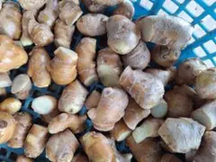 高知県産　囲生姜B品　極小　箱込み 約１kg — image 1