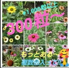 ☘️4032 ✿エキナセアの種MIX　暫く増量中❗️770粒⁉️✖️２倍‼️ — image 1