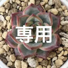 しゅみ様専用【ブラックサバス】 実生 — image 1