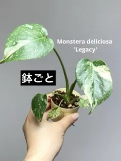 【斑入り少なめ♪育てやすい♪】モンステラ　デリシオーサ　レガシー　斑入り　人気‼️ — image 1
