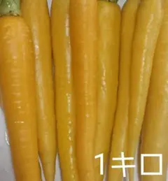 カラフル人参1キロ黄色のみ — image 1