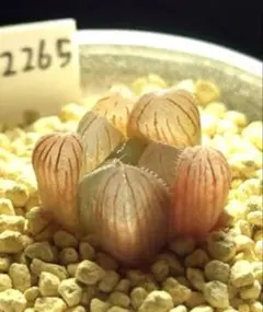 2265 SFMオブスタ 実生　多肉植物 ハオルチア アロエ — image 1