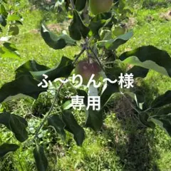 ふ〜りん〜様専用 — image 1