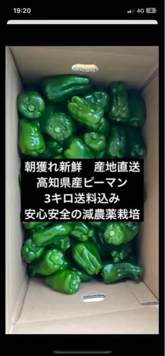 朝どれ新鮮✨産地直送☀️高知県産ピーマン3キロ送料込み！減農薬栽培！ — image 1
