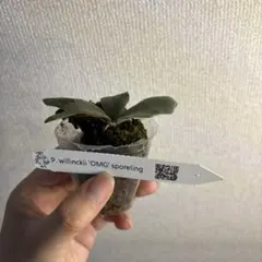 P.Willinckii ‘OMG’ spore — image 1