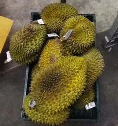 ドリアン 訳あり品 表面一部にカビ 5kg 佐川冷蔵発送 — image 1