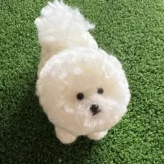 モフモフビションフリーゼ（鑑賞用） — image 1