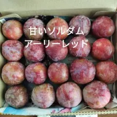 ソルダム　アーリーレッド — image 1