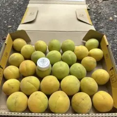 とりたて！　梅　大きめ　約1kg 農薬不使用　本日発送 — image 1