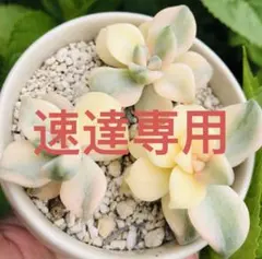速達専用 — image 1