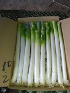 新鮮な長ネギ 10本入り — image 1