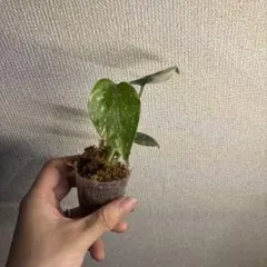 モンステラ　タイコン — image 1