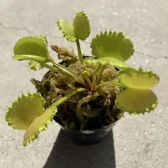D4ワーウルフ系実生werewolf seedingハエトリソウ 食虫植物鉢ごと — image 1