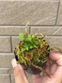 レカノプテリス　ルゾネンシス2 — image 1
