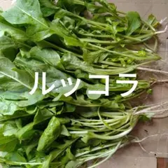 野菜セット　ルッコラ — image 1