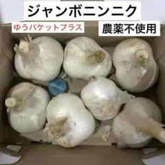 ジャンボニンニク① 農薬不使用 ゆうパケットプラス — image 1