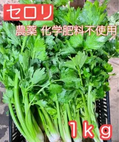 農薬 化学肥料不使用 セロリ 1kg — image 1