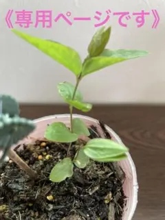 クレマチス　実生苗　這沢　1苗 — image 1