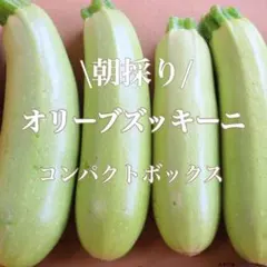 昨日採り 翌日到着の方限定 ズッキーニ コンパクトボックス — image 1