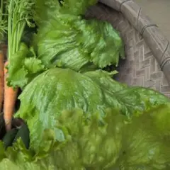 新鮮野菜詰め合わせ レタス 多め — image 1