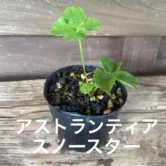 アストランティア スノースターの苗16 ポットで発送 — image 1