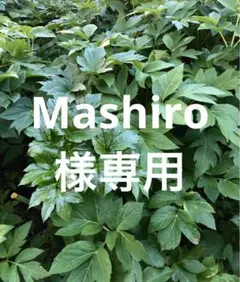 Mashiro様専用　明日葉 — image 1