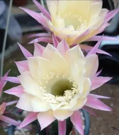 花サボテン 「KMB」 カキ子１つ バイカラー美花 サボテン — image 1