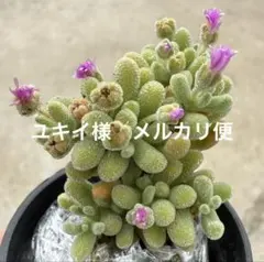 ユキイ様　メルカリ便 — image 1