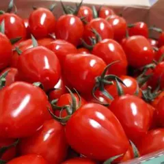 ミニトマト — image 1