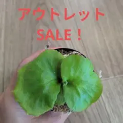 リドレイ　ワイルド｜幼苗｜鉢上げ株｜育成ガイド付き — image 1
