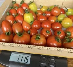 農薬不使用　ミニトマトセット1.1kg(箱共)コンパクトBOX③ — image 1