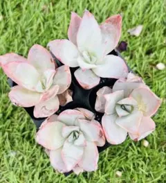 多肉植物　カンテ　1株 根土付き発送　4センチ前後 — image 1