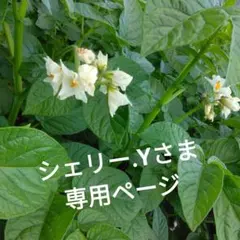 シェリー.Yさま専用ページ — image 1