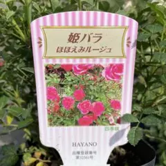 user_4f9f28eb様 リクエスト 2点 まとめ商品 — image 1
