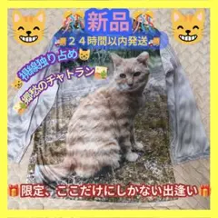 猫シャツ チャトラ プリント 長袖 Mサイズ — image 1