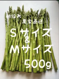朝採れ　農家直送　アスパラ　アスパラガス　500g — image 1