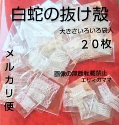 白蛇抜け殻　　蛇の抜け殻　大きさいろいろ袋入　２０枚　① — image 1